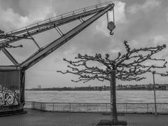 Düsseldorfer Medienhafen - Kran und Baum