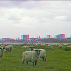 Düsseldorfer Schafe 1 (3D)