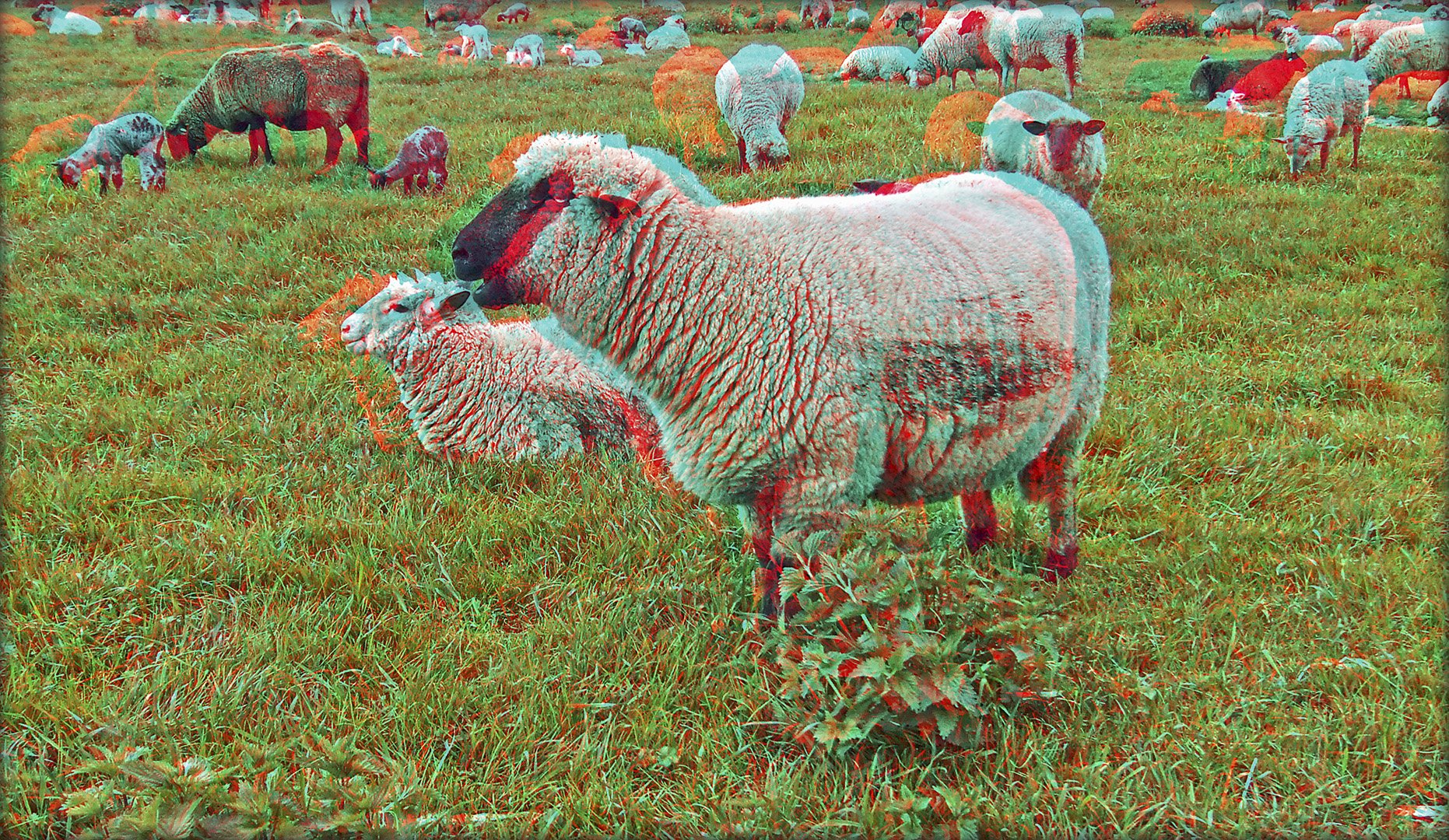 Düsseldorfer Schafe 3 (3D)