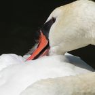 Düsseldorfer Schwan am See