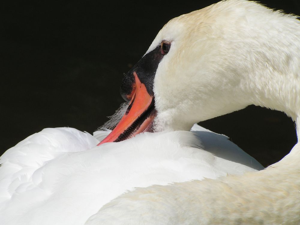 Düsseldorfer Schwan am See