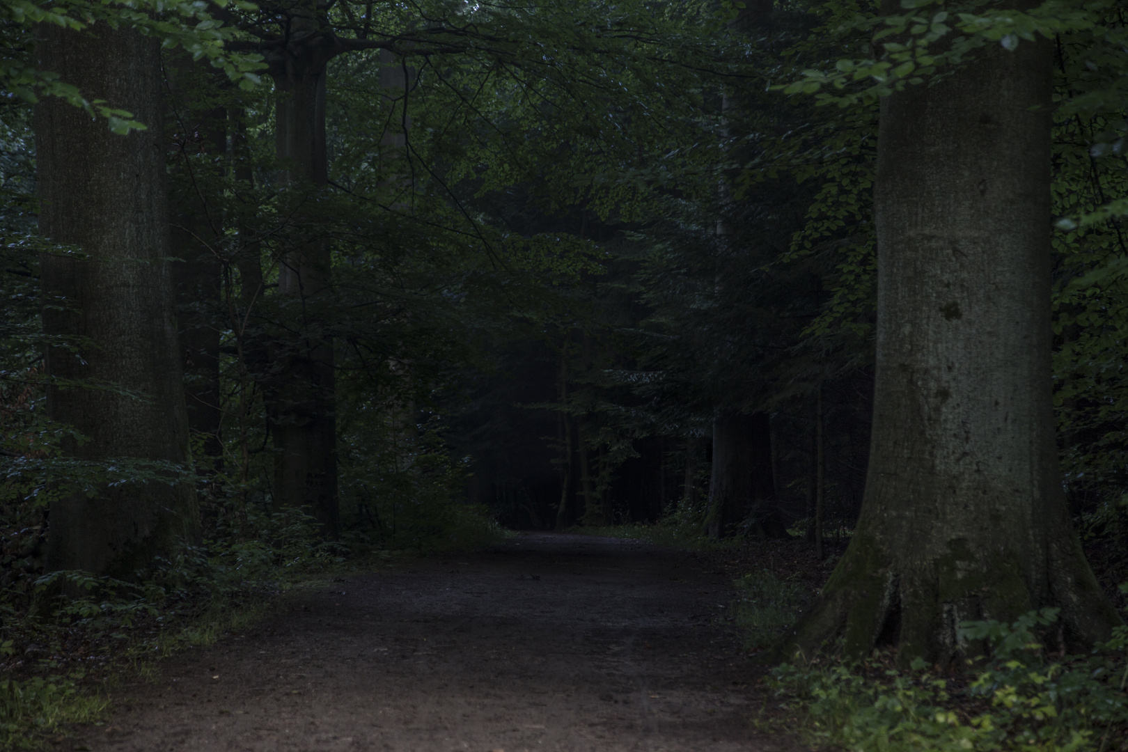 Düster ist es im Wald