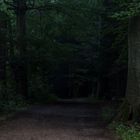 Düster ist es im Wald