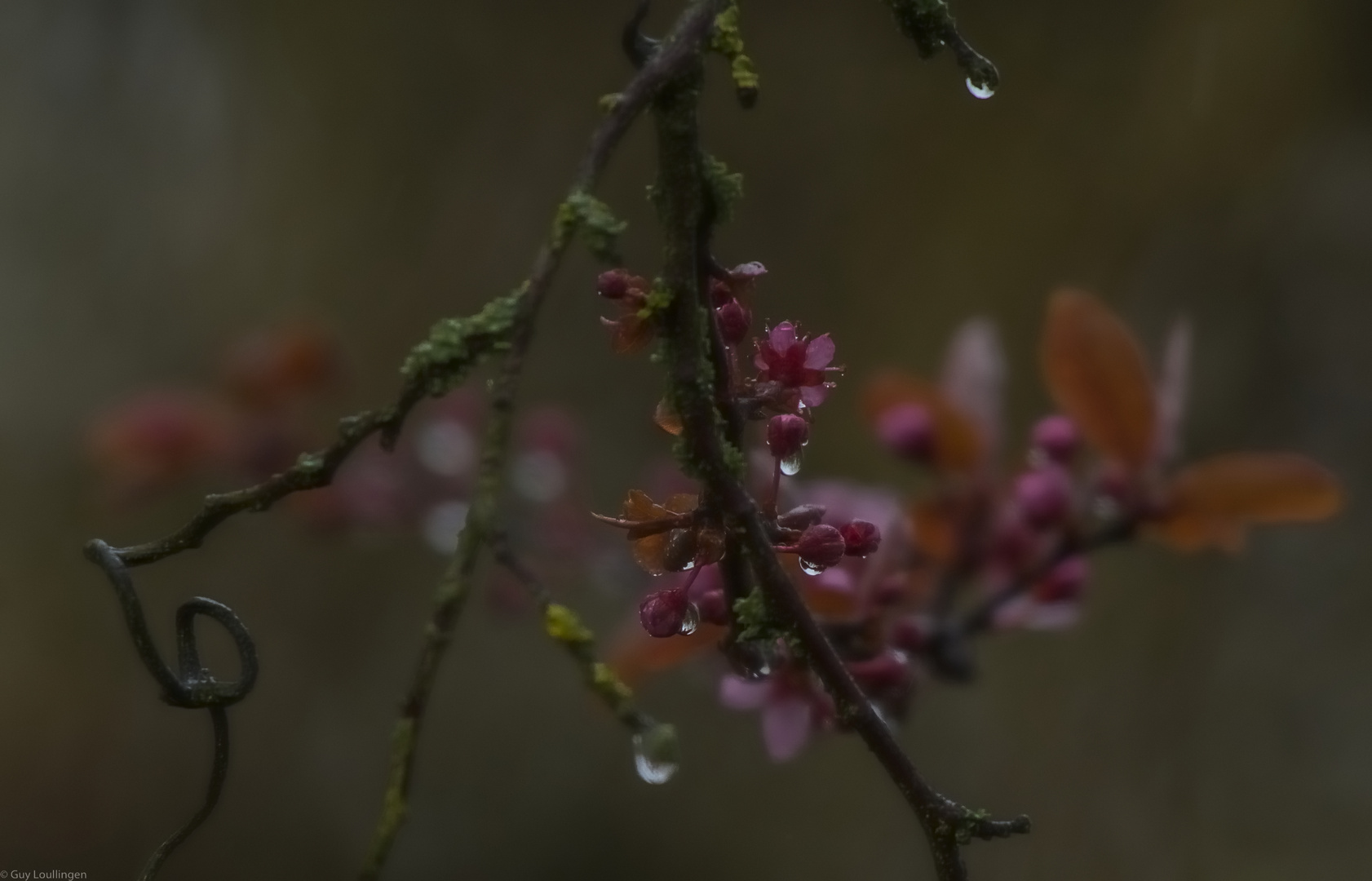 düster & Regen