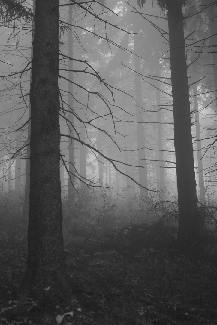 Düstere Waldwanderung im Harz