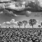 Düstere Wolken 1