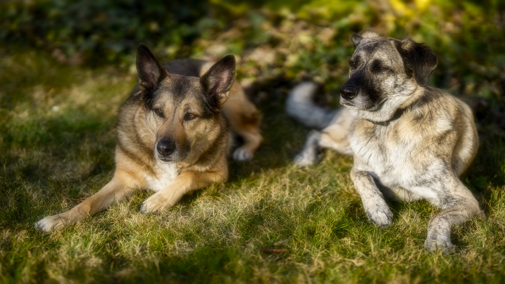 Düstere Zukunft für die Hunde in der Stadt Zürich