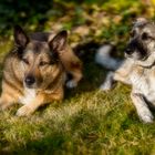 Düstere Zukunft für die Hunde in der Stadt Zürich