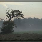 Düsterer Baum am Morgen mit Besuchern