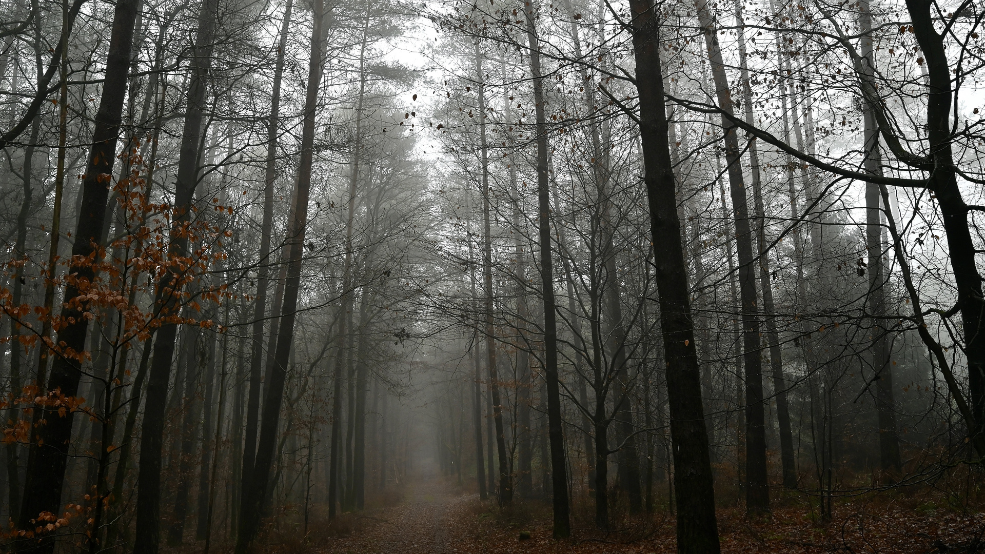 Düsterer Dezember in der Eifel