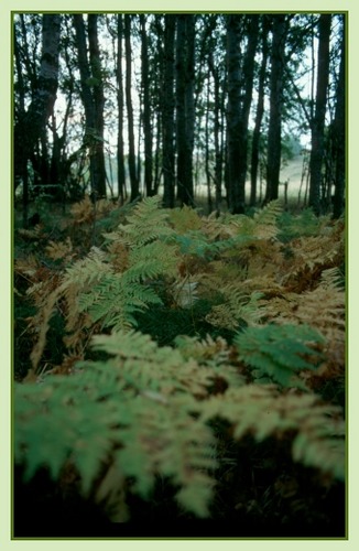 Düsterer Herbstwald