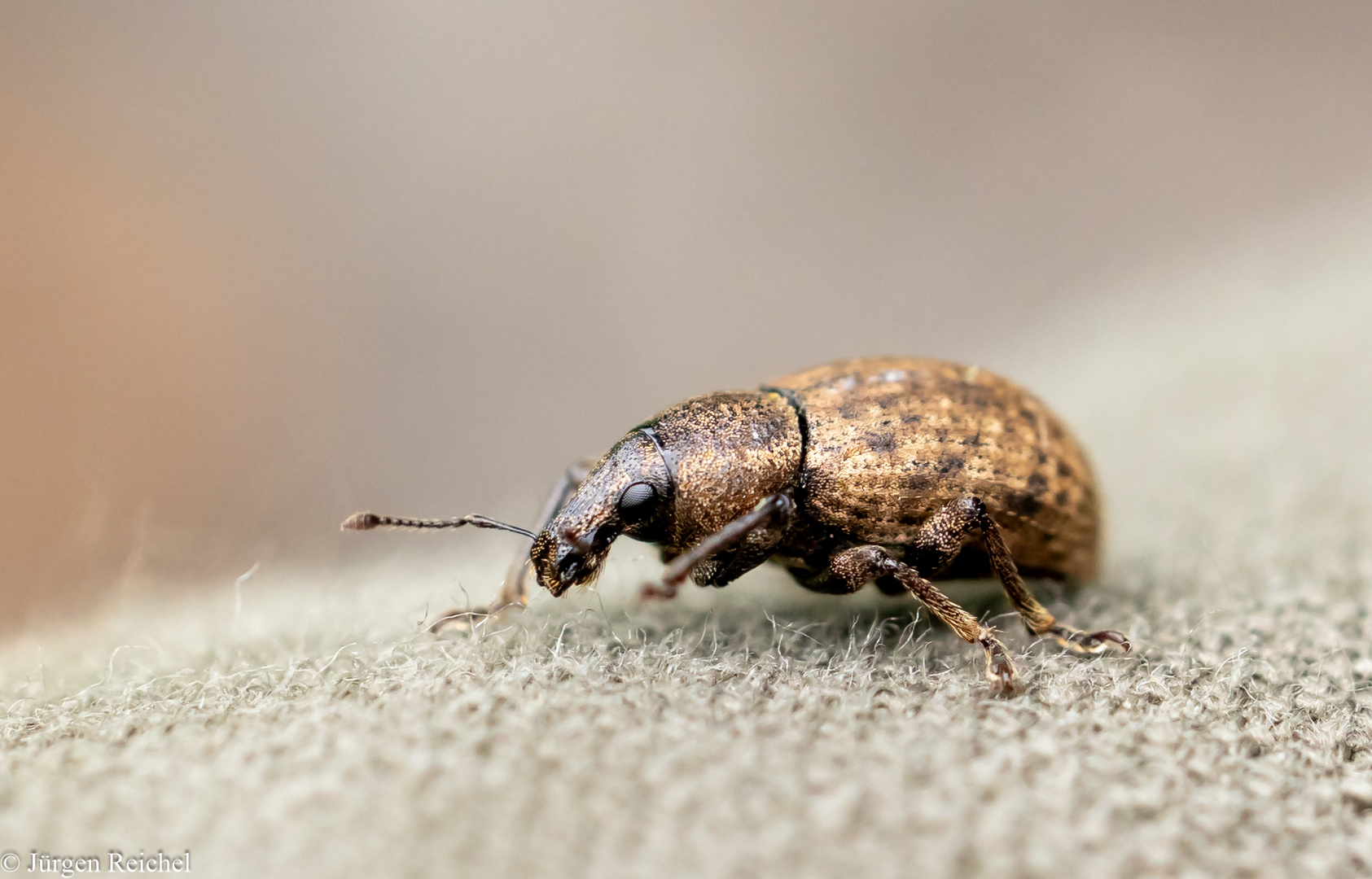 Düsterer Plumprüssler ( Barynotus obscurus )