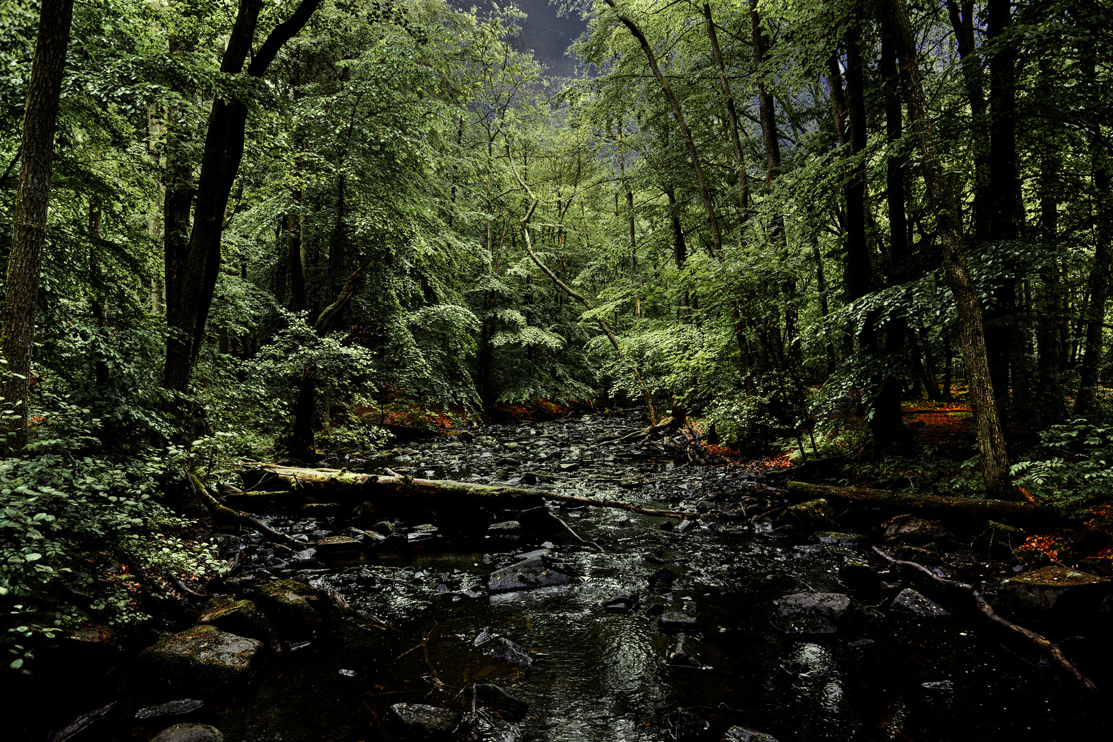 Düsterer Wald