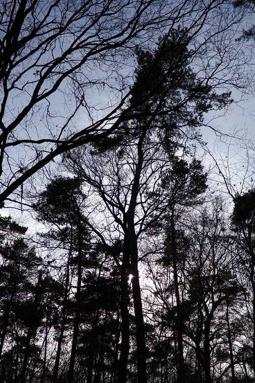 Düsterer Wald