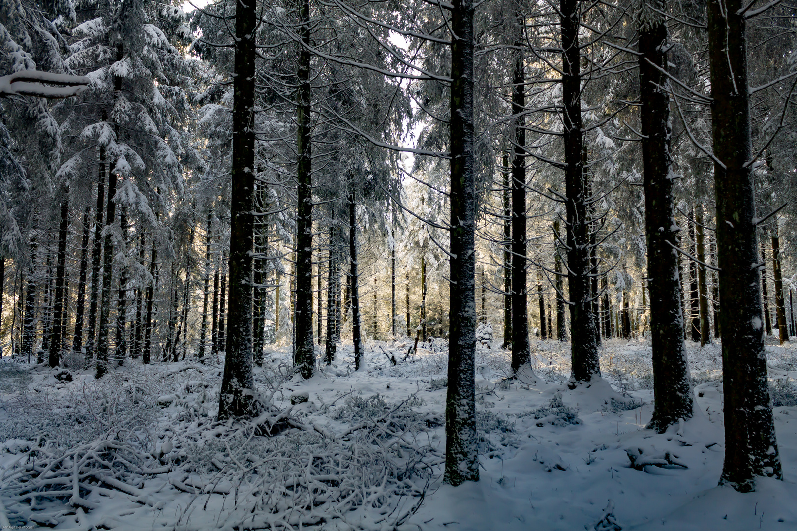 düsterer Wald