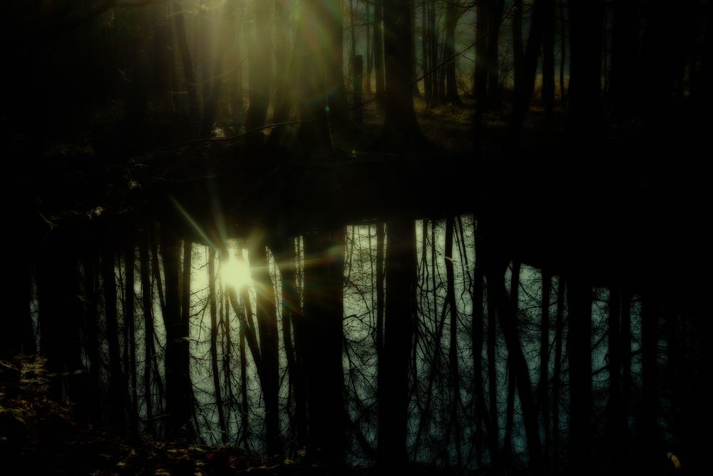 Düsterer Wald Foto & Bild spezial, wald, outdoor Bilder auf