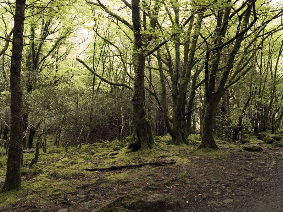 düsterer Wald