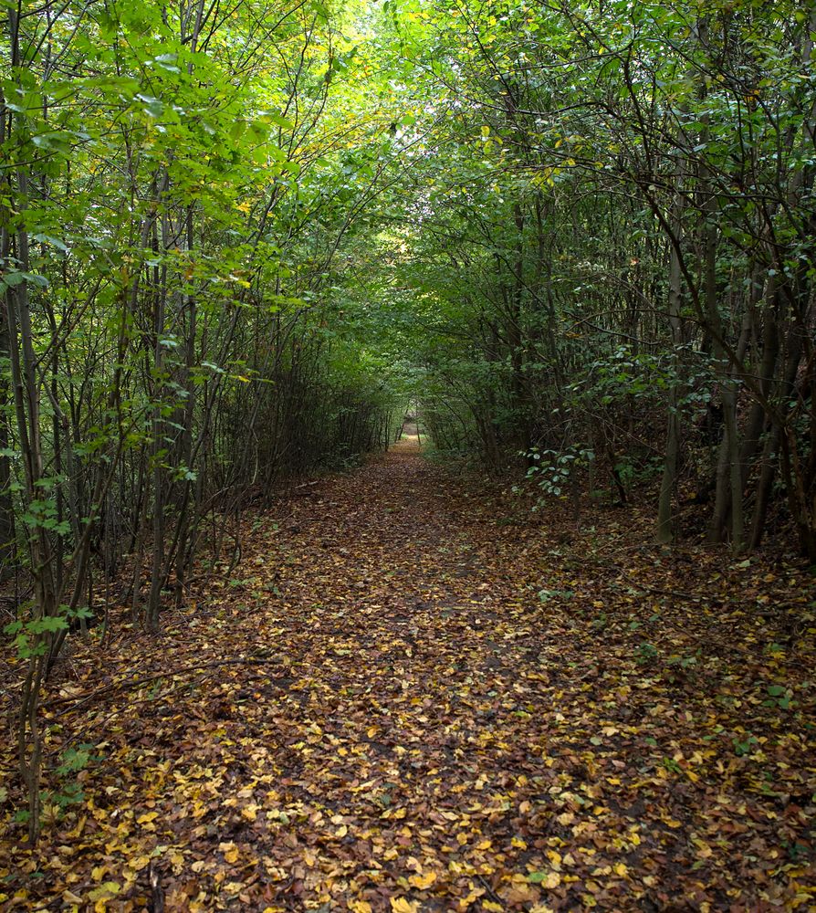 düsterer weg