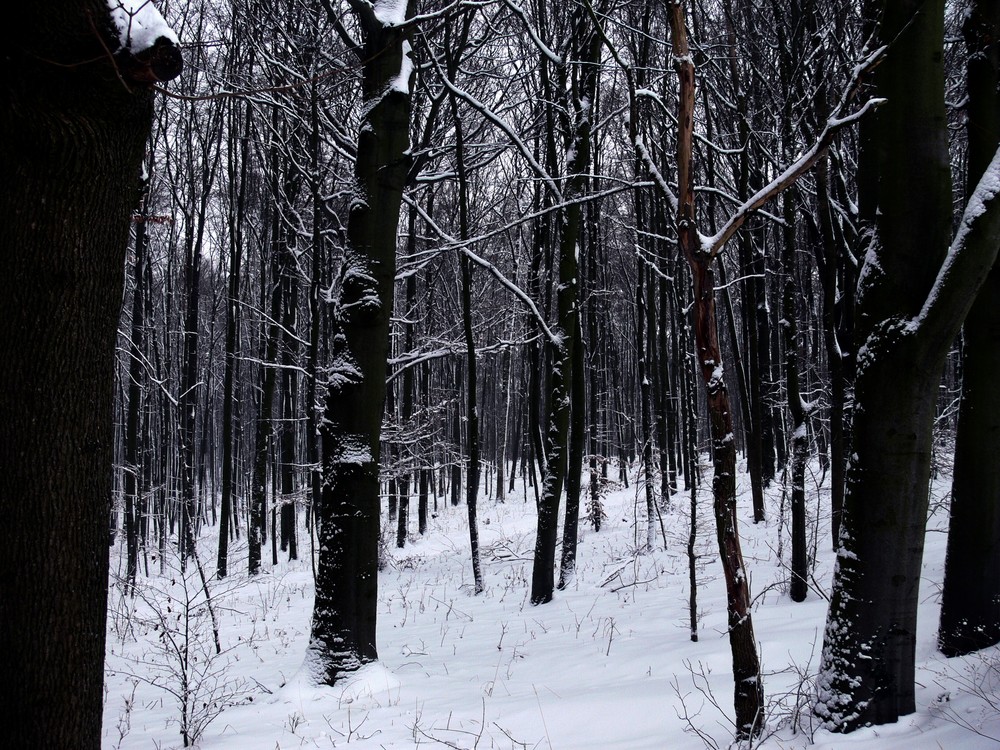 düsterer Winterwald