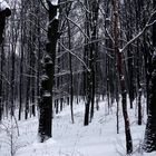 düsterer Winterwald