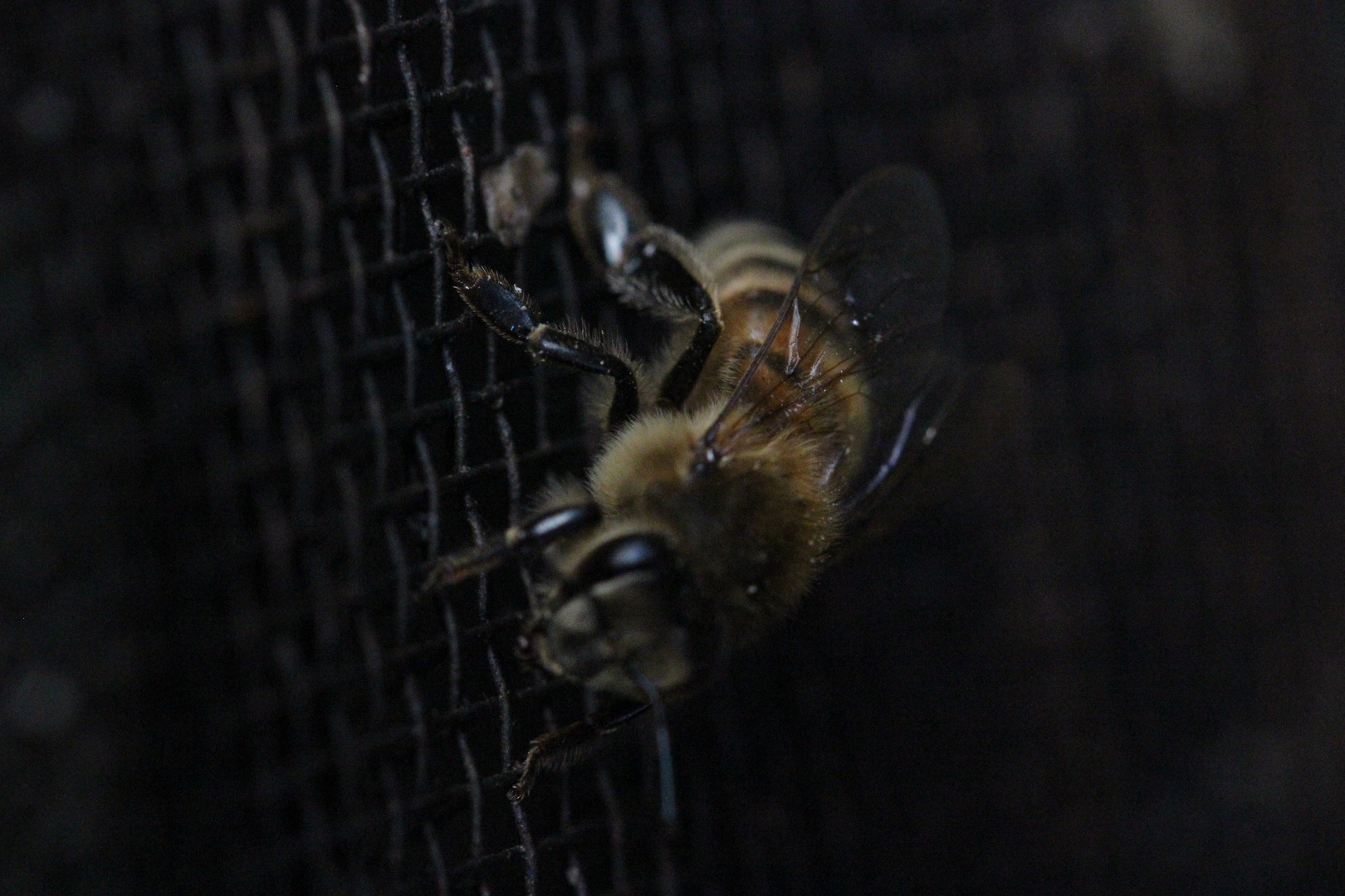 Düsteres Bienchen ;-)