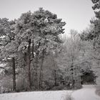 Düsteres Winterwetter mit Raureif