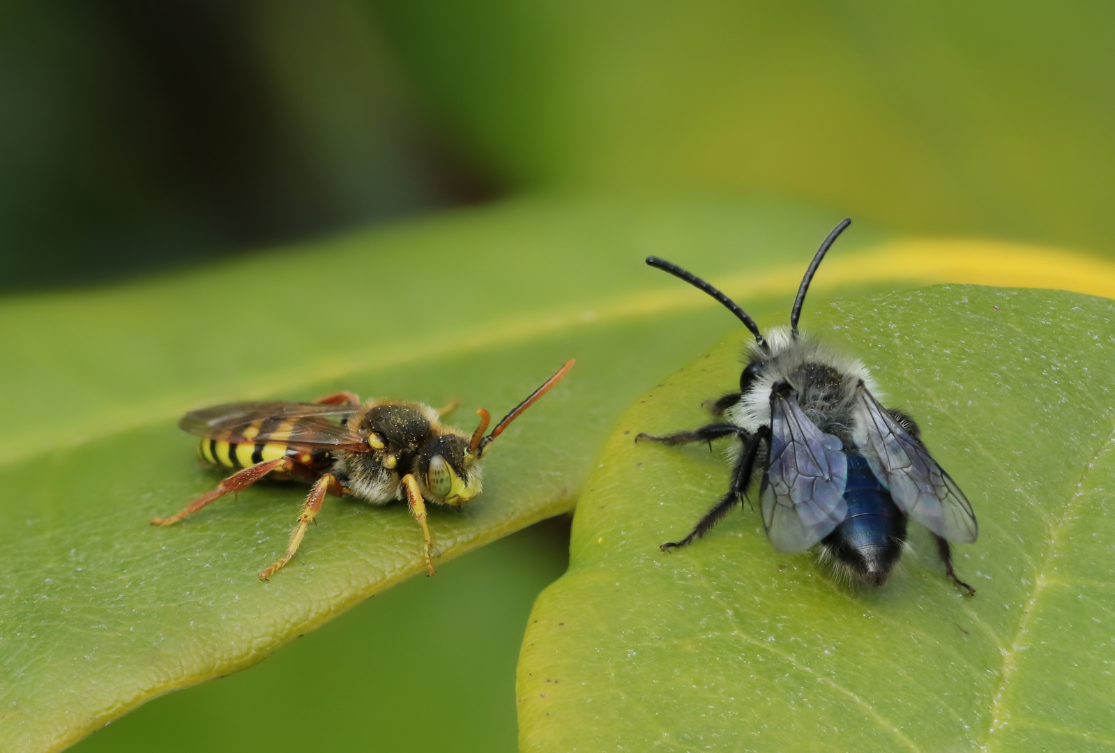 Düstersandbiene und Kuckucksbiene 