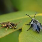 Düstersandbiene und Kuckucksbiene 