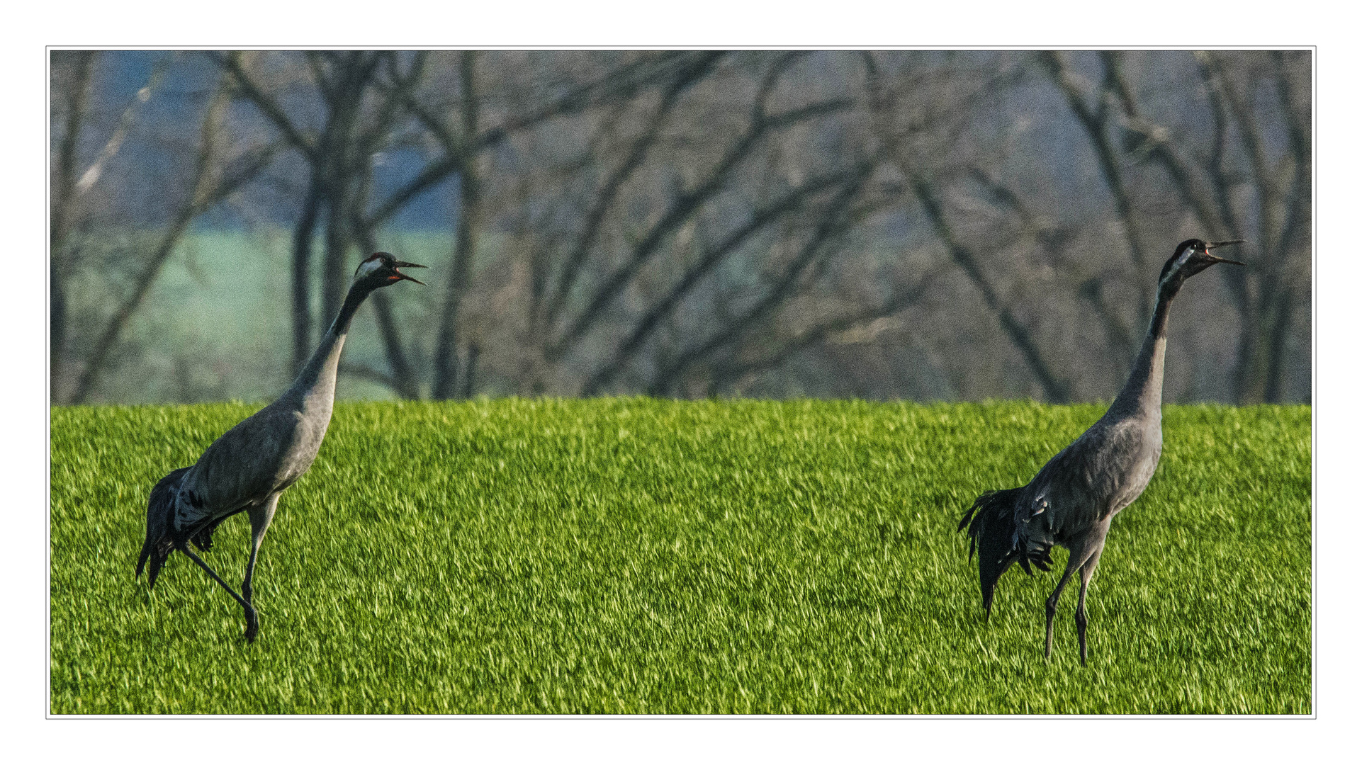 Duett Foto & Bild | tiere, wildlife, wild lebende vögel Bilder auf ...