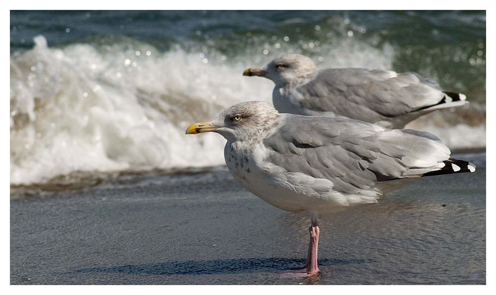 Duett am Strand