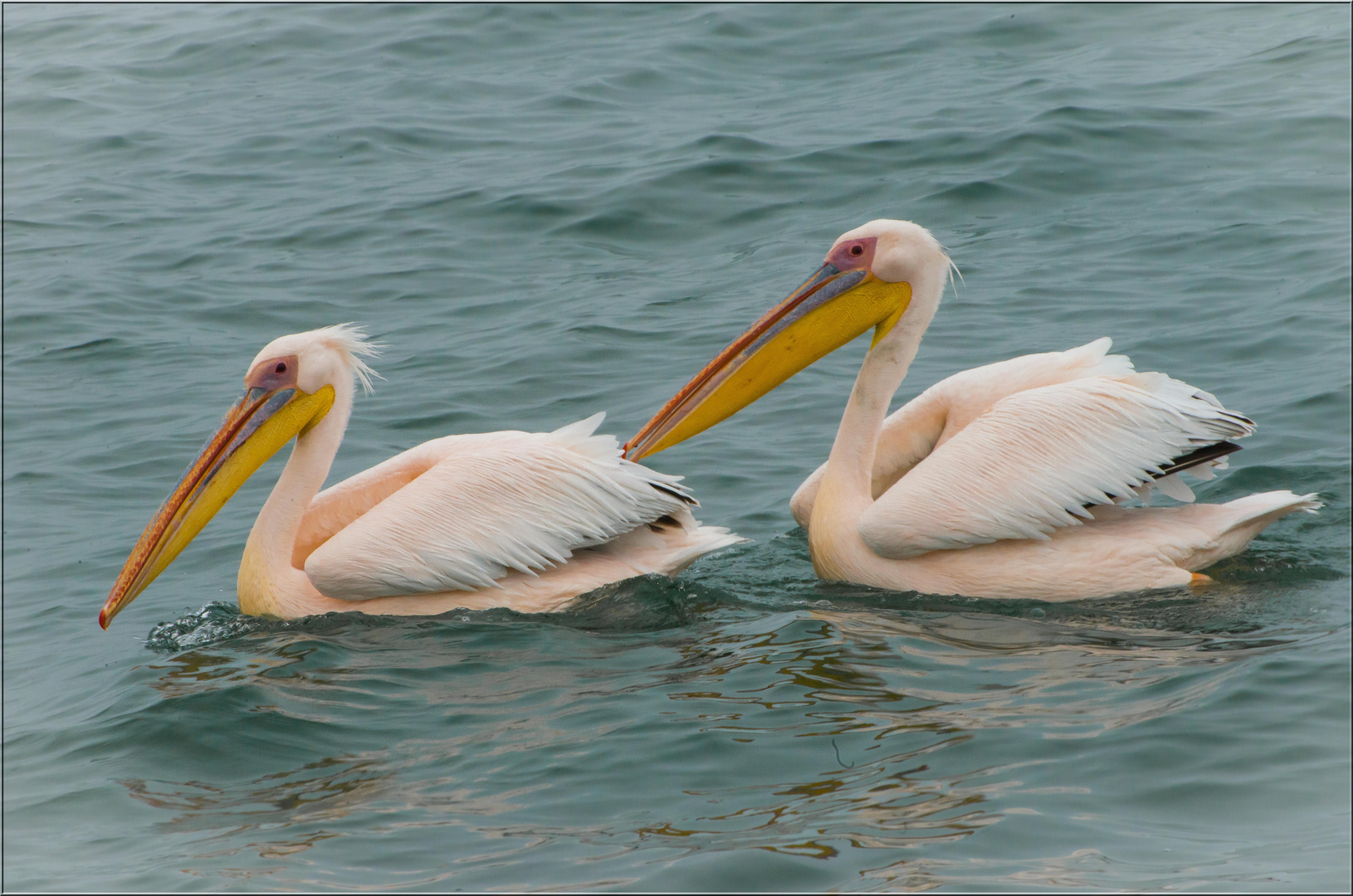 Duett auf dem Wasser