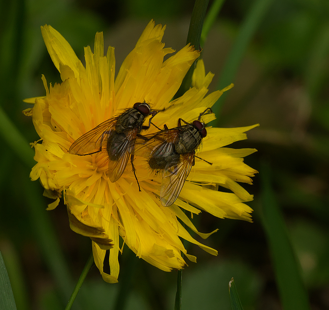 Duett Foto & Bild | nah- & makro, tiere, wildlife Bilder auf fotocommunity