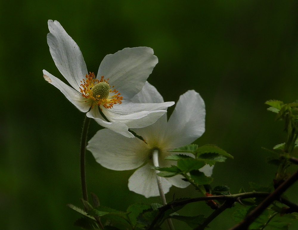 Duett der Anemonen