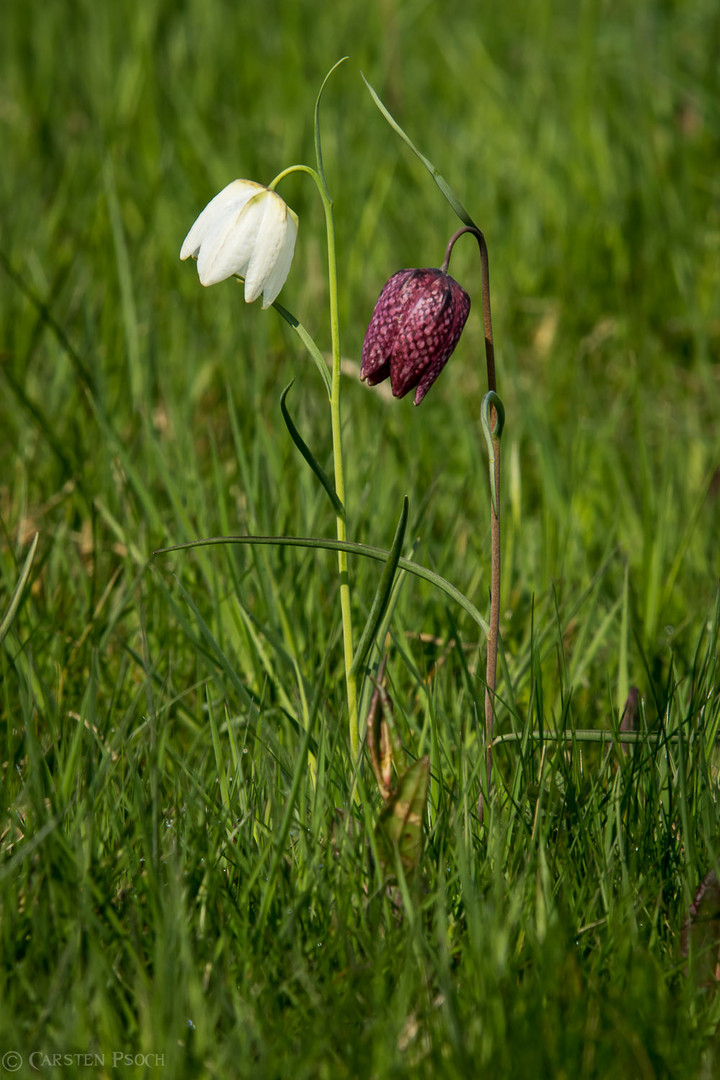 Duett der Schachbrettblumen