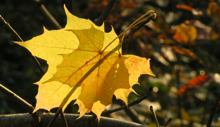 Duett im Herbst