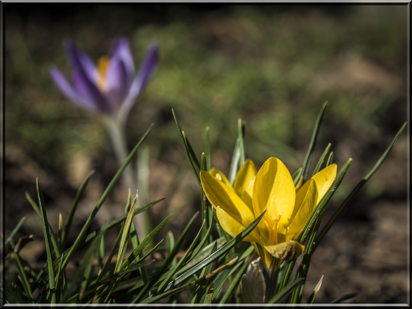 Duett von Gelb und Violett ;-)