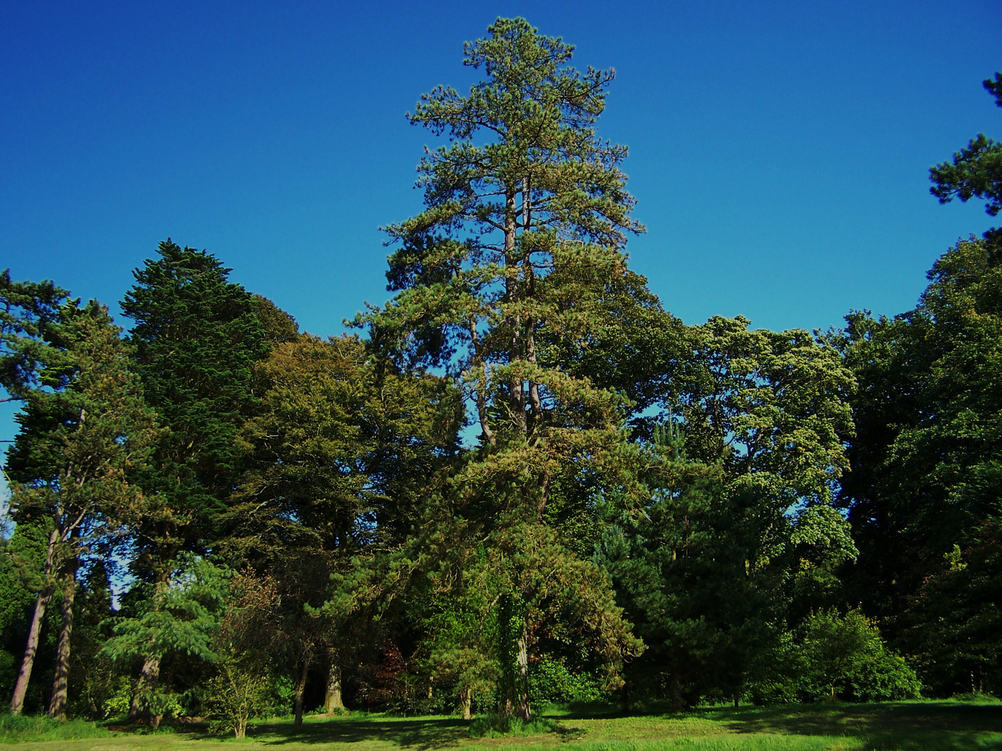 Duffryn Gardens