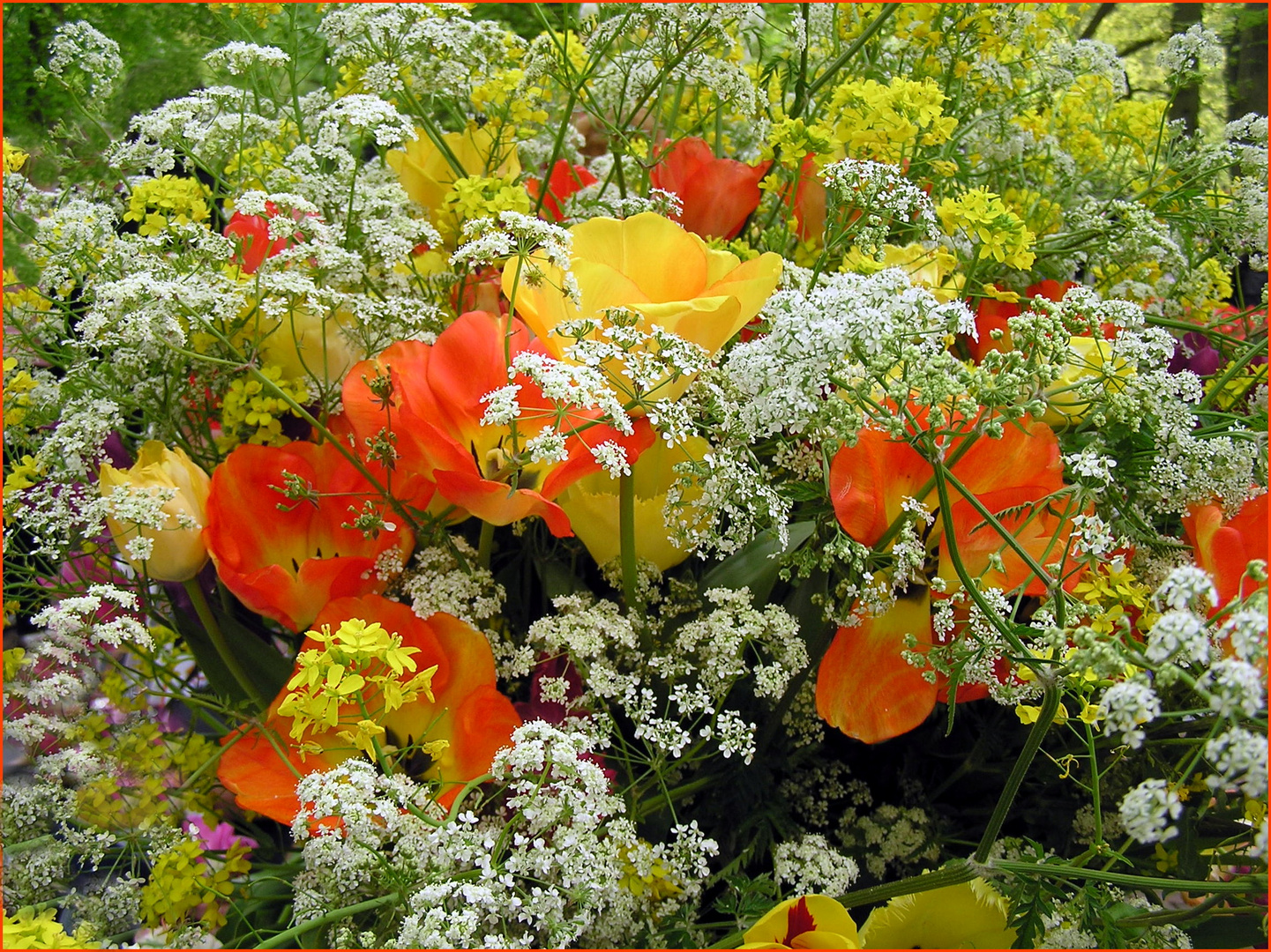 Duft, Blüten, Sonne, Frühling