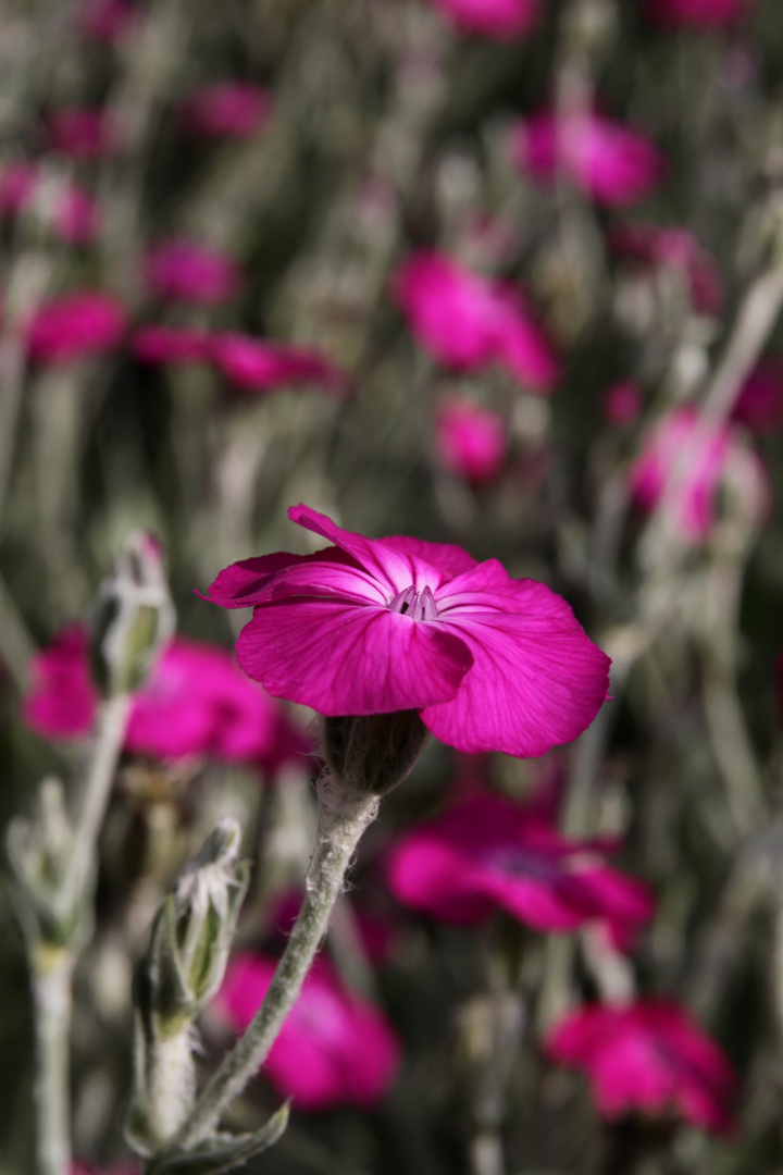 Duft der Blüte