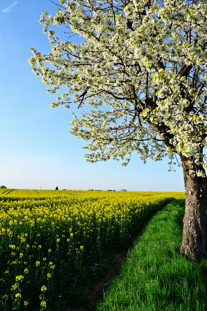 Duft der Natur