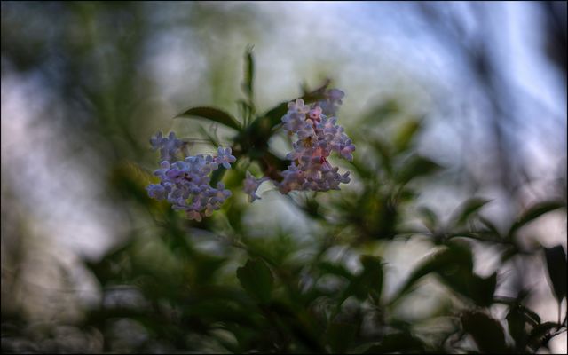 ....Duft-Schneeball....