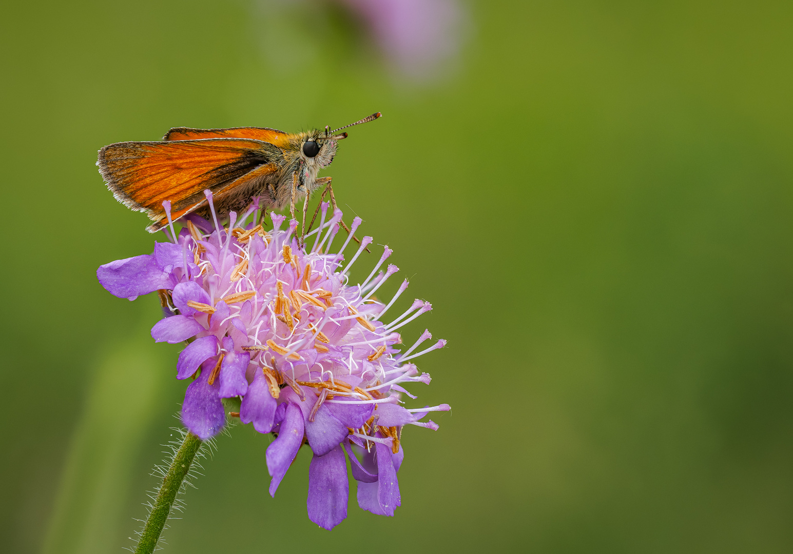 Duft-Skabiose (Scabiosa canescens)