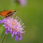 Duft-Skabiose (Scabiosa canescens)