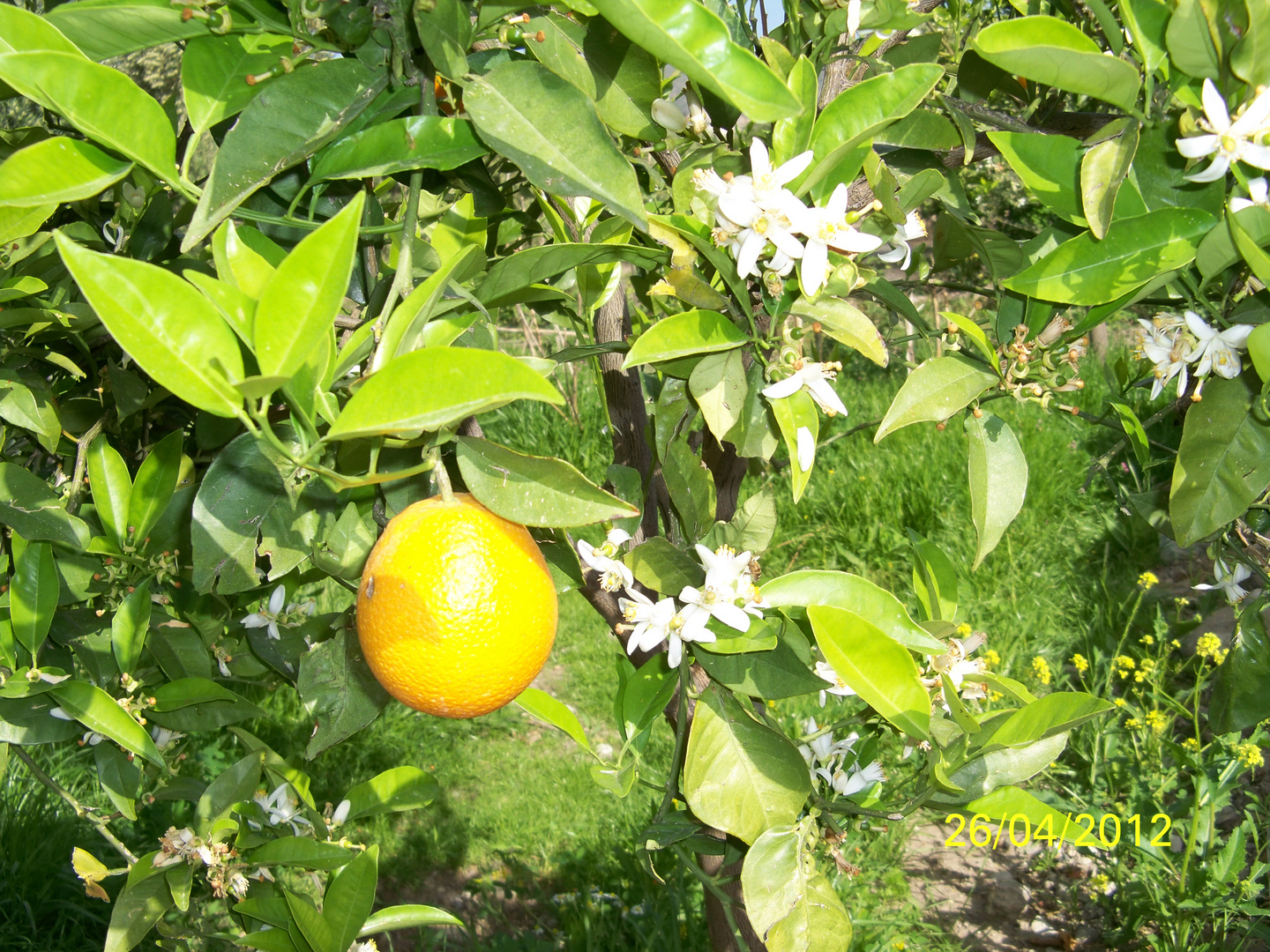 Duft von Orangenblüten... einfach betörend!