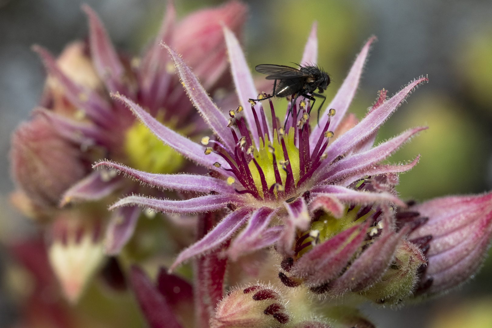 Duftbad auf Berg-Hauswurz (Sempervivum montanum)