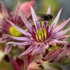 Duftbad auf Berg-Hauswurz (Sempervivum montanum)