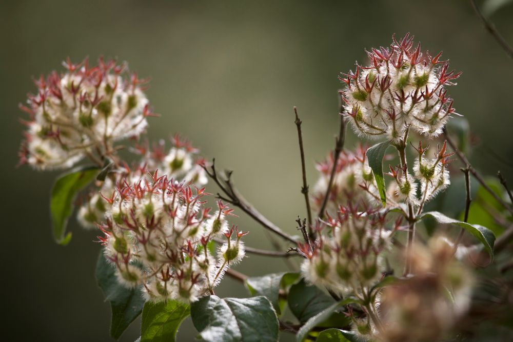 Unveiling the Allure of Duftbaum mit Bild: A Comprehensive Guide