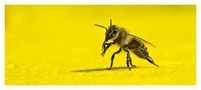 Dufte Biene von Angies Fotowelt