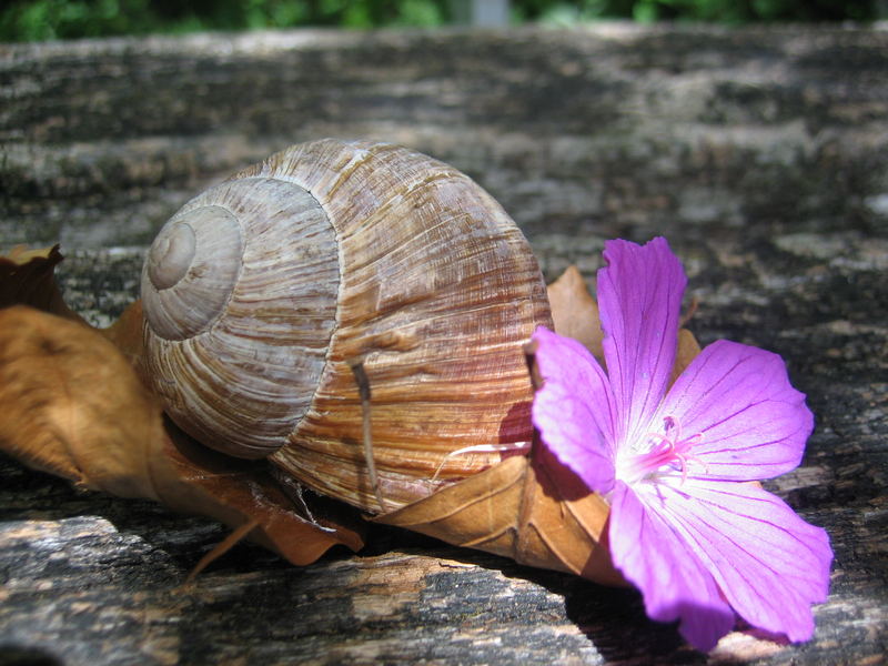 ...dufte Schnecke...