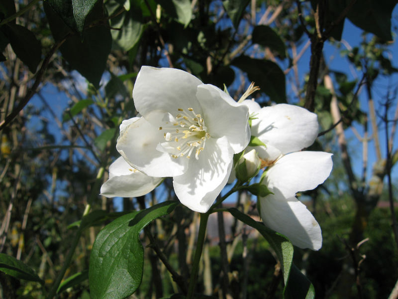 Duftende Blüten